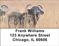 Grazing Buffalo Address Labels