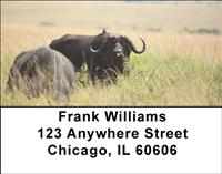 Grazing Buffalo Address Labels