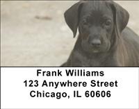 Great Dane Pups Address Labels