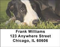 Great Dane Pups Address Labels