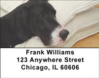 Great Dane Pups Address Labels