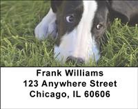 Great Dane Pups Address Labels