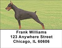 Attentive Dobermans Address Labels