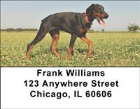 Attentive Dobermans Address Labels