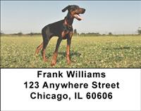 Attentive Dobermans Address Labels