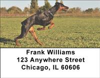 Attentive Dobermans Address Labels