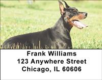 Resting Dobermans Address Labels