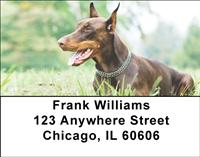 Brown Dobermans Address Labels