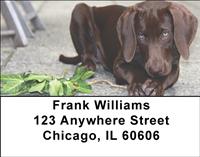 Brown Dobermans Address Labels