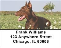 Brown Dobermans Address Labels