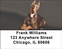 Brown Dobermans Address Labels