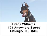 Curious Dobermans Address Labels