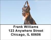 Curious Dobermans Address Labels