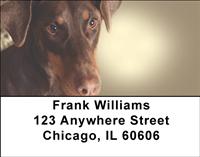 Doberman Puppies Address Labels