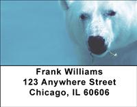 Polar Bear Underwater Address Labels