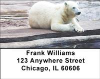 Polar Bears Chilling Address Labels