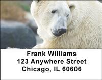 Resting Polar Bears Address Labels