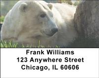 Resting Polar Bears Address Labels