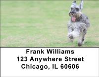 Playful Schnauzers Address Labels