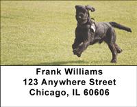 Playful Schnauzers Address Labels