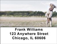 Playful Schnauzers Address Labels