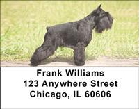 Playful Schnauzers Address Labels