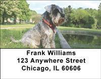 Serious Schnauzers Address Labels