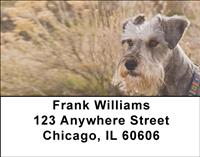 Serious Schnauzers Address Labels