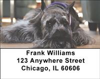 Peaceful Schnauzers Address Labels
