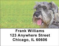 Schnauzers In The Grass Address Labels