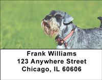 Schnauzers In The Grass Address Labels