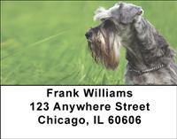 Schnauzers In The Grass Address Labels