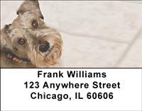 Gazing Schnauzers Address Labels