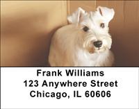 Gazing Schnauzers Address Labels