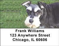 Gazing Schnauzers Address Labels
