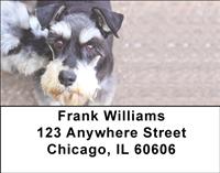 Gazing Schnauzers Address Labels