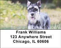 Lovable Schnauzers Address Labels