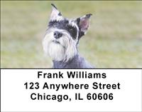 Lovable Schnauzers Address Labels