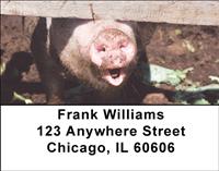 Pig Snouts Address Labels