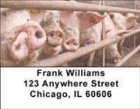 Pig Pens Address Labels