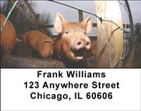 Pig Pens Address Labels