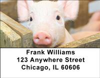 Cute Piggies Address Labels