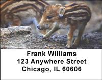 Baby Wild Pigs Address Labels
