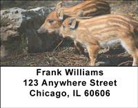 Baby Wild Pigs Address Labels