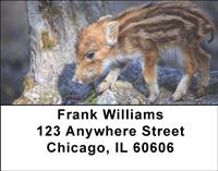 Baby Wild Pigs Address Labels