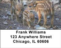 Baby Wild Pigs Address Labels