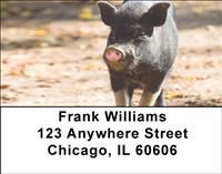Black Pigs Address Labels