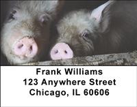 Shy Pigs Address Labels