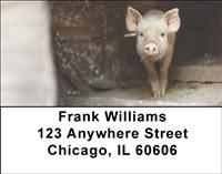 Shy Pigs Address Labels