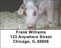 Shy Pigs Address Labels